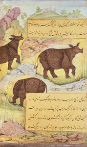 Neushoorn, illustratie uit de 